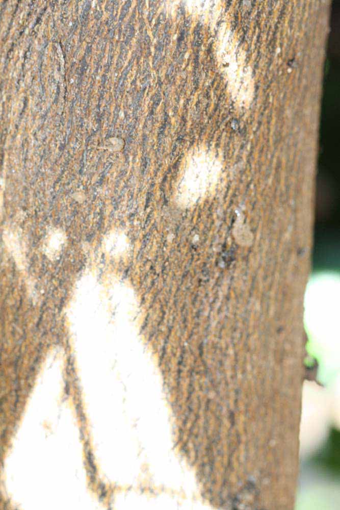            Bark (Riverside, CA)   
